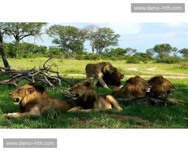 当非洲雄狮遇上潘帕斯雄鹰：一场足球史诗的对决